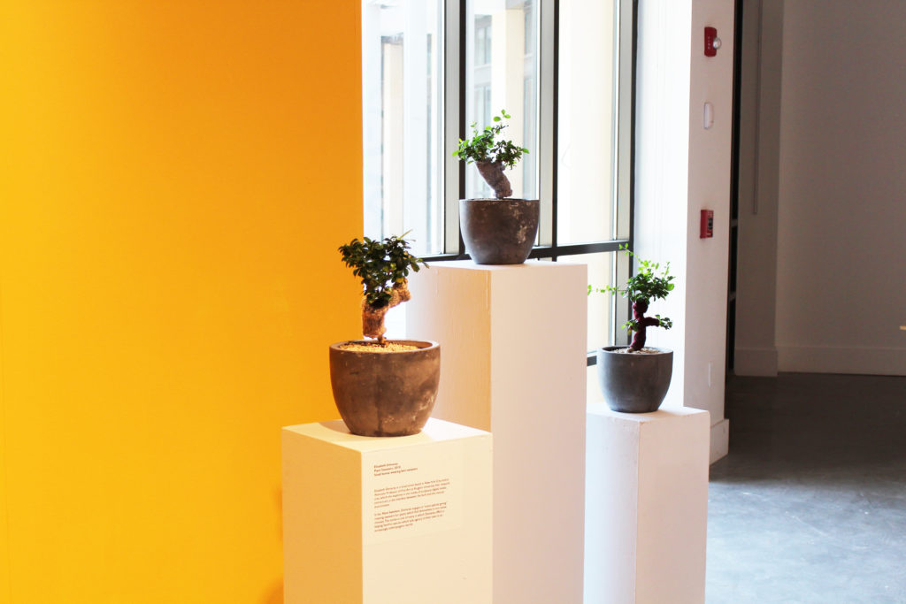 Three bonsai trees on white pedestals at varying heights. 